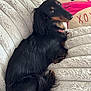 dachshund, dog, pet, black_and_tan, long_hair, blanket, couch, pillow, fox_design, xox, cozy, indoor, resting, fur, cute, animal, companion, relaxed, side_view, soft_texture