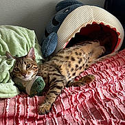 Hoshi is registered to the contest to win money with this photo: cat, tabby, spotted, pet, indoor, bed, blanket, plush_toy, shark_bed, relaxed, feline, cozy, resting, soft, green_blanket, pink_blanket, striped, fur, cute, animal