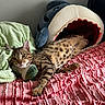 cat, tabby, spotted, pet, indoor, bed, blanket, plush_toy, shark_bed, relaxed, feline, cozy, resting, soft, green_blanket, pink_blanket, striped, fur, cute, animal