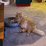 Momo joined the competition — help win amazing prizes! animal, carpet, cat, close_up, cozy, curious, fluffy, furniture, ginger_cat, home, indoor, long_hair, lying_down, orange_fur, paw, pet, relaxed, scratcher, storage_bins, tail