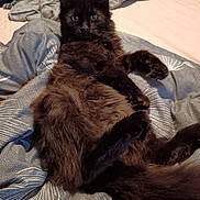 Al Capone a rejoint le concours — aidez-le/la à gagner de superbes lots ! animal, bed, black_cat, blanket, cat, comfort, cozy, cute, domestic_cat, fluffy, fur, home, indoor, lying_down, paws, pet, relaxed, sleepy, tail, whiskers