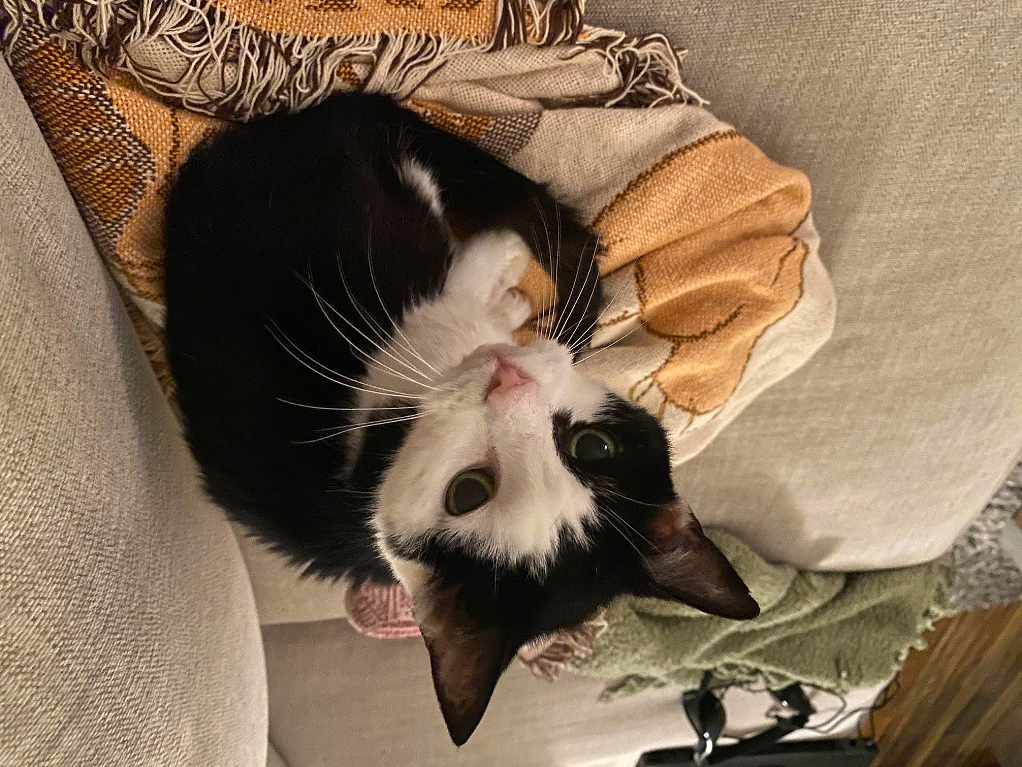 Suzie is registered to the contest to win money with this photo: canidae, carnivore, cat, claw, comfort, companion_dog, domestic_short_haired_cat, eyelash, felidae, foot, fur, head, nap, paw, plant, small_to_medium_sized_cats, snout, tail, tree, whiskers