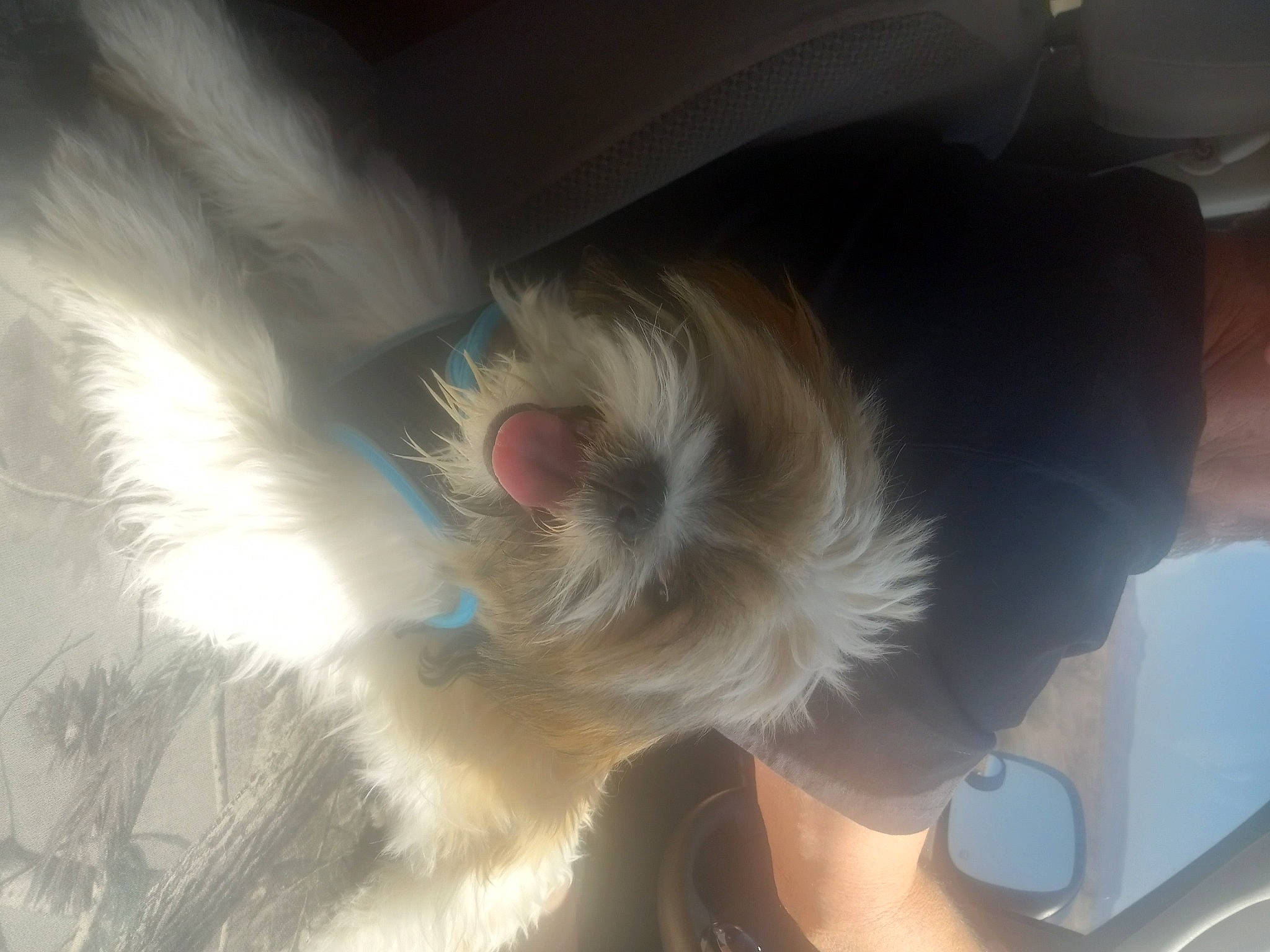 Spanky is registered to the contest to win money with this photo: auto_part, canidae, carnivore, comfort, companion_dog, dog, dog_breed, fashion_accessory, fawn, feather, felidae, fur, human_leg, paw, small_to_medium_sized_cats, snout, sporting_group, tail, whiskers, wing