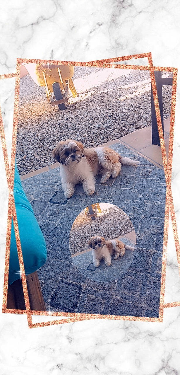 Spanky joined the competition — help win amazing prizes! canidae, carnivore, chair, companion_dog, dog, dog_breed, fawn, flooring, fur, pet_supply, poodle, rectangle, road_surface, sidewalk, sporting_group, terrier, tints_and_shades, toy_dog, water_dog, wood