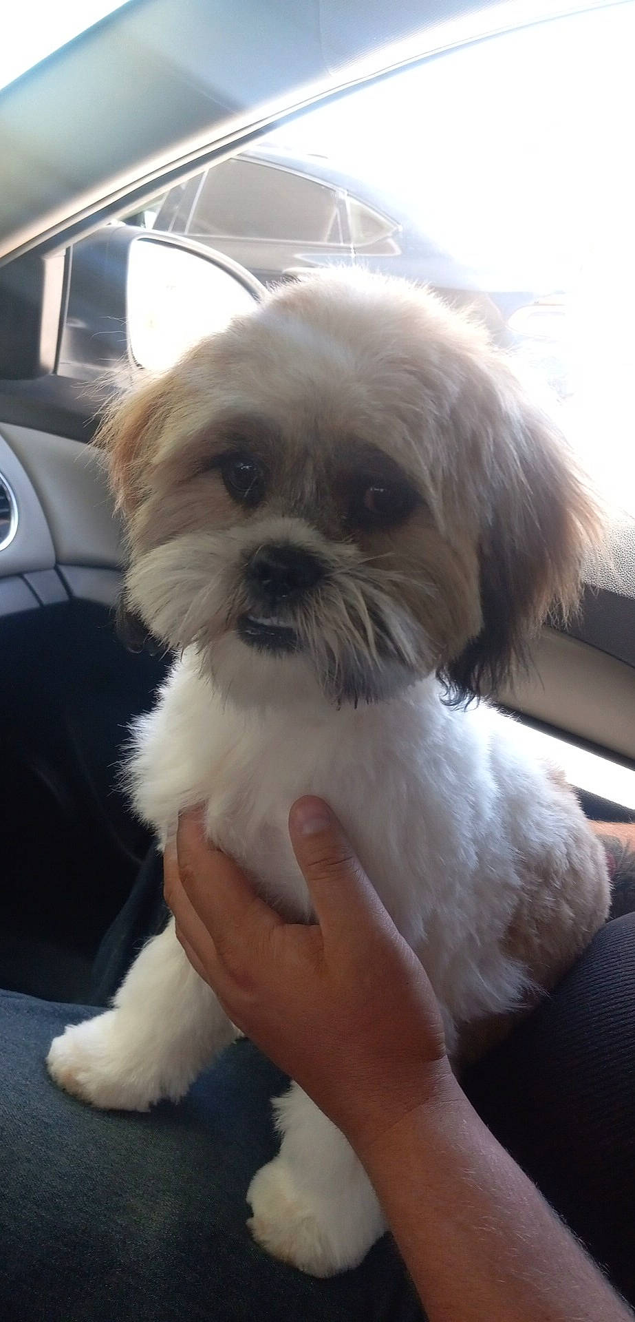 Spanky joined the competition — help win amazing prizes! carnivore, comfort, companion_dog, dog, dog_breed, dog_supply, eye, fawn, fur, liver, mal_shi, natural_material, pet_supply, shih_poo, shih_tzu, snout, sporting_group, terrier, toy_dog, working_animal