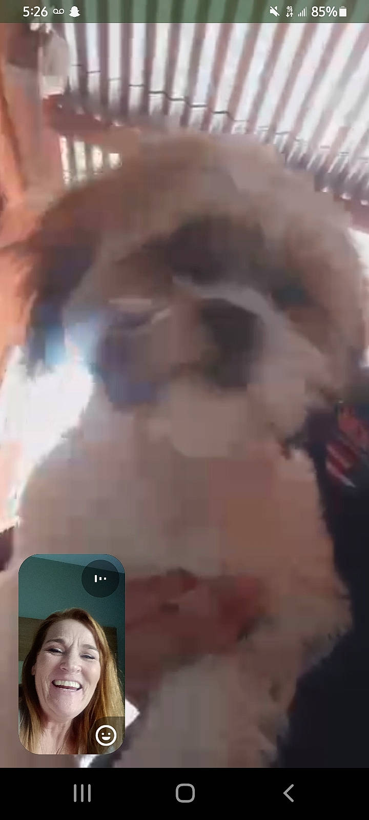 Spanky is registered to the contest to win money with this photo: abdomen, barechested, chest, communication_device, companion_dog, eyelash, eyewear, facial_hair, flesh, fur, gesture, hairstyle, mobile_phone, photograph, photography, selfie, snapshot