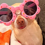 Stella joined the competition — help win amazing prizes! accessory, animal, blanket, close_up, comfortable, cozy, cute, dog, eyewear, flower_shaped, funny, fur, indoor, nostrils, pet, pink, resting, snout, sunglasses, tongue_out