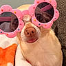 accessory, animal, blanket, close_up, comfortable, cozy, cute, dog, eyewear, flower_shaped, funny, fur, indoor, nostrils, pet, pink, resting, snout, sunglasses, tongue_out