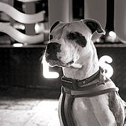 Vik participe au concours pour gagner de l'argent avec cette photo : dog, bulldog, canine, pet, animal, portrait, sitting, harness, collar, short_hair, black_and_white, monochrome, dramatic_lighting, indoor, background_lights, glowing_sign, close_up, serious_expression, muscular, photography