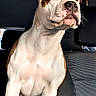 Vik participe au concours pour gagner de l'argent avec cette photo : dog, canine, pit_bull, spotted, white_fur, brown_patch, sitting, portrait, close_up, car, vehicle, back_seat, interior, seatbelt, head, muzzle, nose, ears, whiskers, indoor