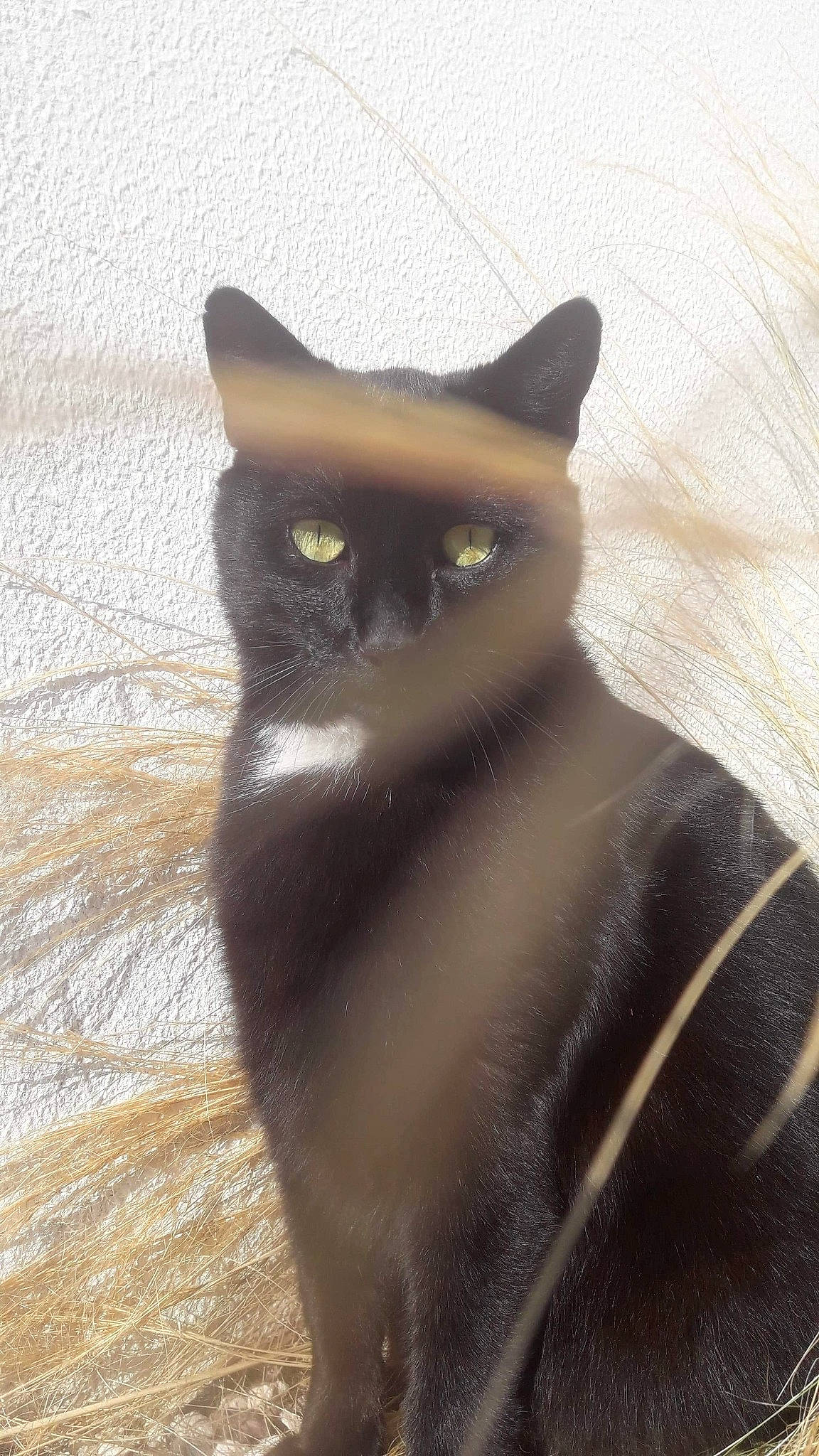 Théodore a rejoint le concours — aidez-le/la à gagner de superbes lots ! balinese, black_cat, bombay, carnivore, cat, domestic_short_haired_cat, fawn, felidae, fur, iris, shadow, small_to_medium_sized_cats, snout, tail, terrestrial_animal, tints_and_shades, whiskers, window, wood