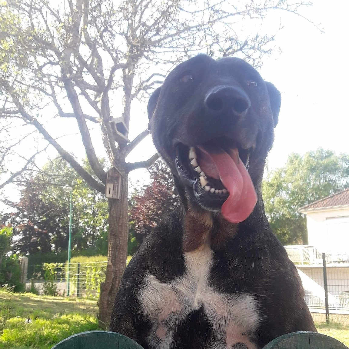 Chausette