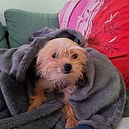 Nikole a rejoint le concours — aidez-le/la à gagner de superbes lots ! dog, small_dog, pet, blanket, cozy, couch, pillow, red_pillow, green_cushion, indoor, portrait, wet_fur, fur, eyes, nose, paws, sitting, blanket_burrito, smartphone_photo, watermark