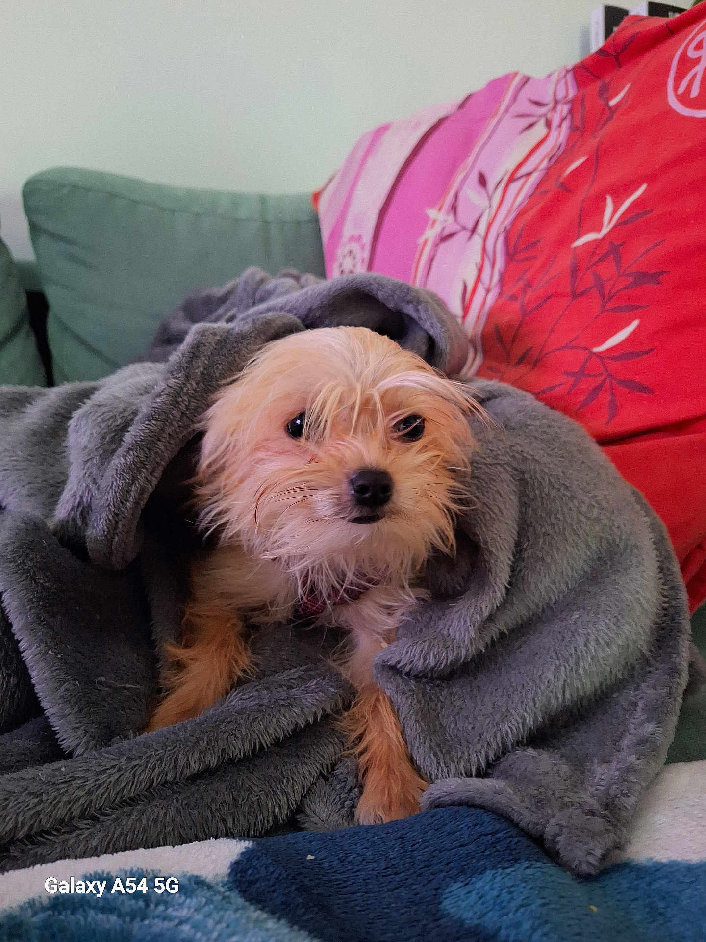 Nikole a rejoint le concours — aidez-le/la à gagner de superbes lots ! dog, small_dog, pet, blanket, cozy, couch, pillow, red_pillow, green_cushion, indoor, portrait, wet_fur, fur, eyes, nose, paws, sitting, blanket_burrito, smartphone_photo, watermark