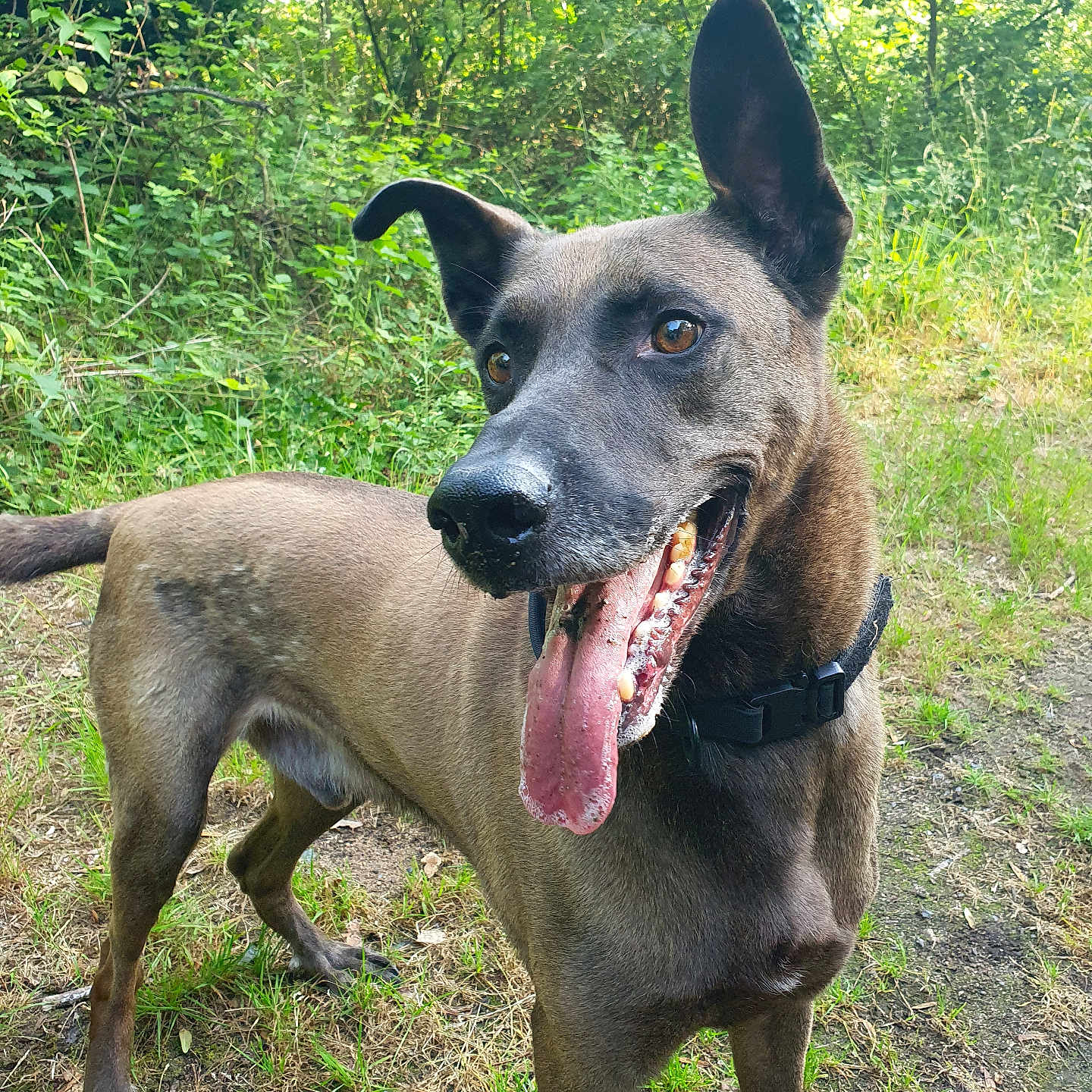 Astro participe au concours pour gagner de l'argent avec cette photo : dog, canine, pet, animal, brown_fur, short_hair, pointy_ears, open_mouth, tongue, panting, happy, standing, collar, black_collar, outdoors, forest, woodland, grass, nature, portrait
