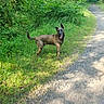 dog, canine, animal, outdoors, forest, woodland, nature, trail, path, grass, vegetation, trees, greenery, sunlight, summer, standing, portrait, tongue_out, pointed_ears, happy