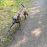 Astro a rejoint le concours — aidez-le/la à gagner de superbes lots ! dog, brown_dog, animal, pet, outdoor, park, path, pavement, grass, greenery, stick, running, playing, active, motion_blur, open_mouth, tail, ears, sunlight, nature
