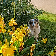 Pilou participe au concours pour gagner de l'argent avec cette photo : animal, bush, canine, daylight, dog, eyes, flower_bed, fur, garden, grass, green_grass, leaf, nature, outdoor, pet, plant, summer, sunlight, wall, yellow_flowers