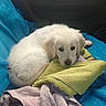 Bonnie participe au concours pour gagner de l'argent avec cette photo : puppy, dog, white, blanket, towel, car_interior, resting, cute, pet, fur, cozy, animal, sleepy, curled_up, seat, domestic_animal, young_dog, indoor, comfort, relaxation