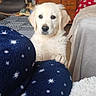 puppy, dog, golden_retriever, blanket, blue_blanket, stars_pattern, living_room, armchair, wooden_furniture, television, cozy, pet, curious, fur, cute, indoors, carpet, table, cushion, home