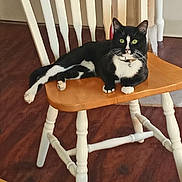 Streets is registered to the contest to win money with this photo: cat, black_and_white, green_eyes, chair, wooden_chair, indoor, flooring, furniture, relaxed, pet, domestic_animal, whiskers, collar, paws, looking, sitting, household, cozy, animal, resting