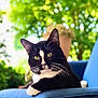 Streets joined the competition — help win amazing prizes! cat, tuxedo_cat, black_and_white, pet, animal, feline, relaxed, chair, blue_chair, outdoor, garden, plants, greenery, whiskers, portrait, sitting, daylight, closeup, fur, domestic_animal