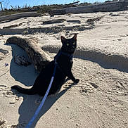 Kiki joined the competition — help win amazing prizes! black_cat, cat, pet, animal, beach, sand, driftwood, harness, leash, outdoor, sunny, daylight, nature, wildlife, yellow_eyes, curious, sitting, shadow, sky, coast