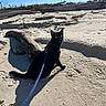 black_cat, cat, pet, animal, beach, sand, driftwood, harness, leash, outdoor, sunny, daylight, nature, wildlife, yellow_eyes, curious, sitting, shadow, sky, coast