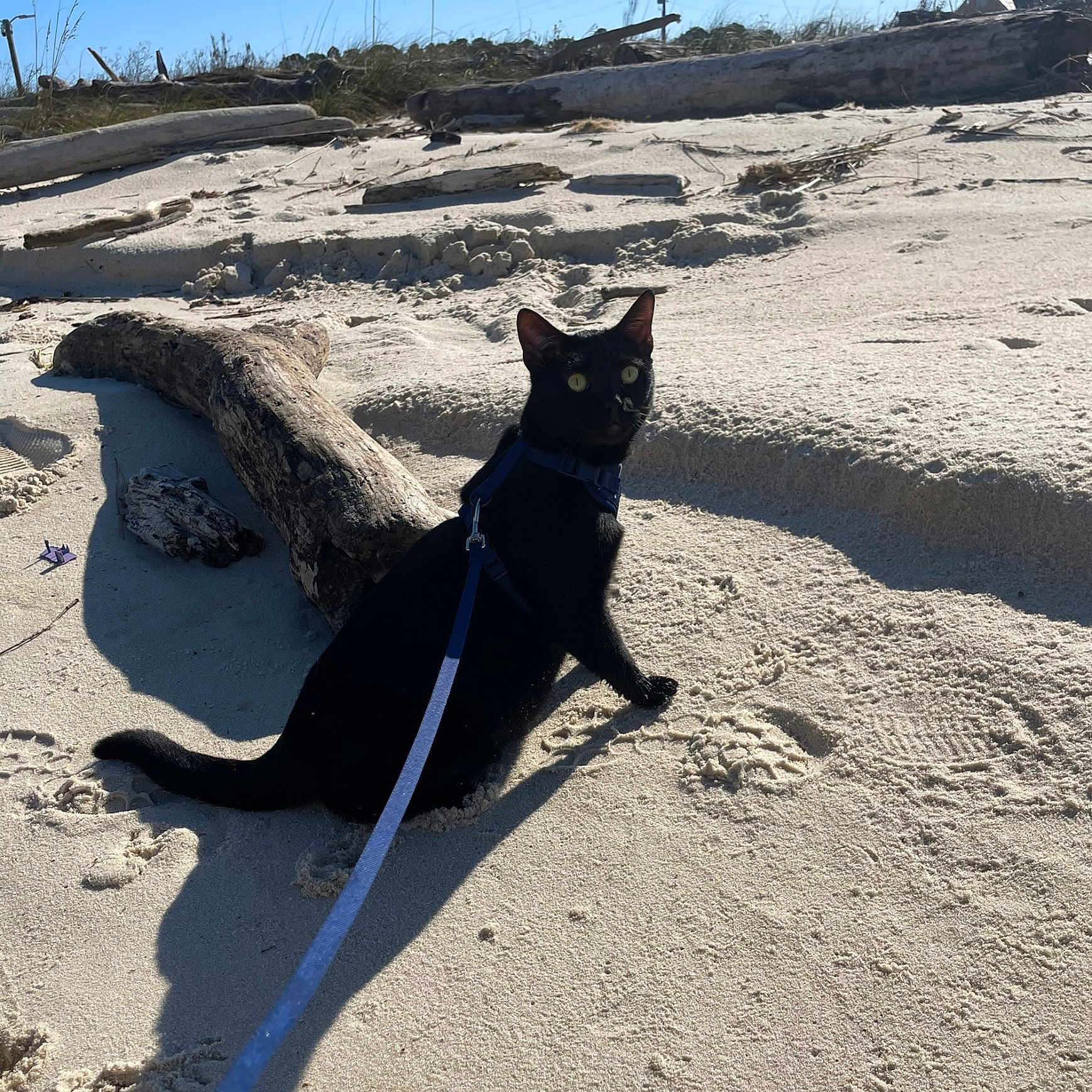Kiki joined the competition — help win amazing prizes! black_cat, cat, pet, animal, beach, sand, driftwood, harness, leash, outdoor, sunny, daylight, nature, wildlife, yellow_eyes, curious, sitting, shadow, sky, coast