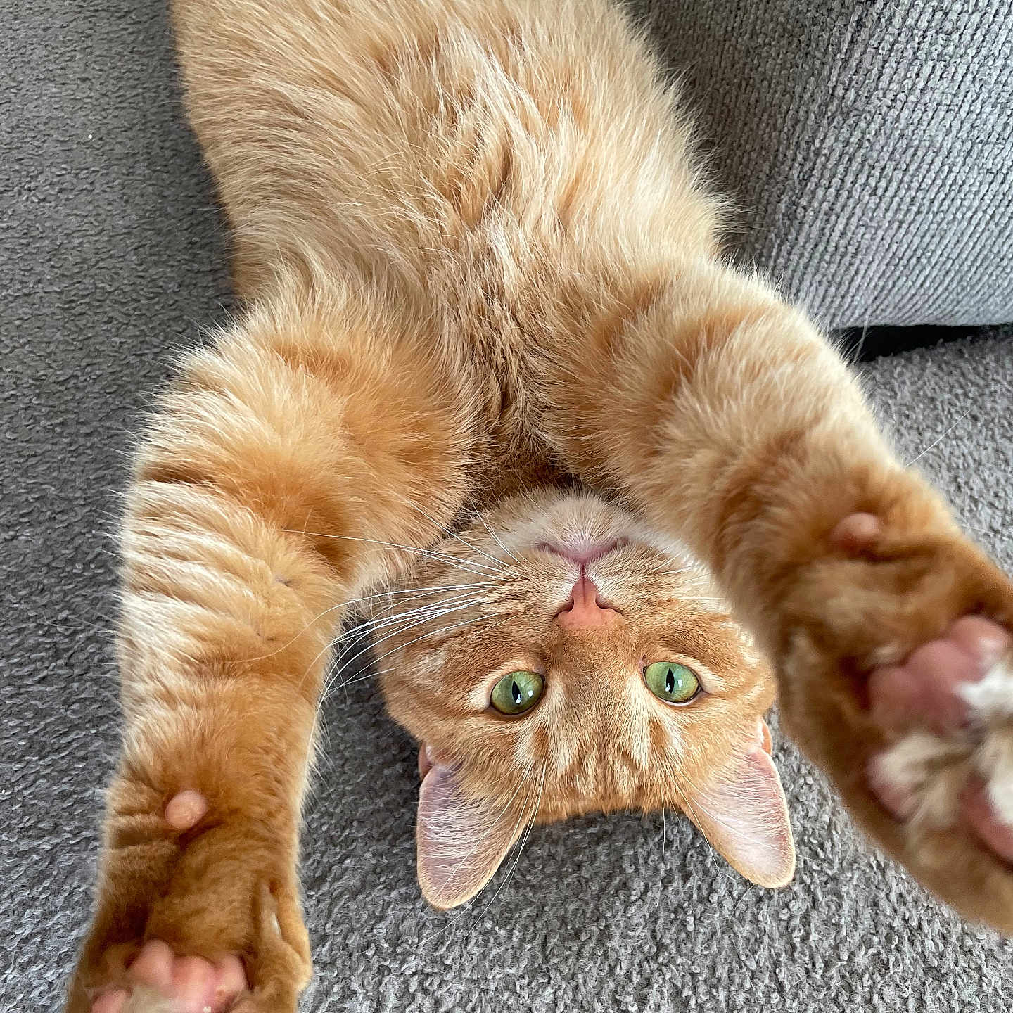 Prince joined the competition — help win amazing prizes! abyssinian, animal, bodypart, cat, chair, claw, couch, electronics, finger, furniture, hand, hardware, hardwood, kitten, manx, person, pet, sleeping, toe, wood