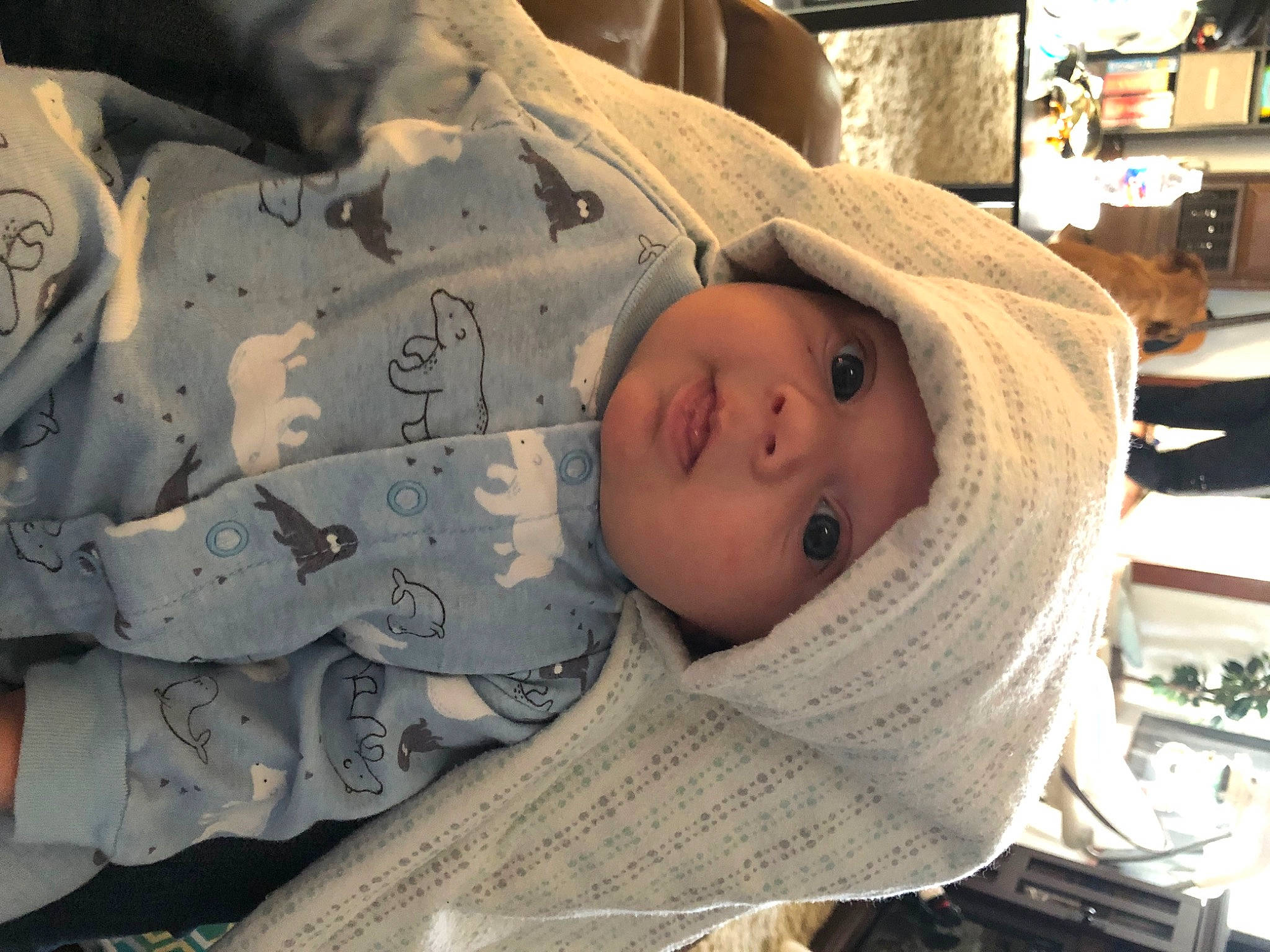 Samuel Lee joined the competition — help win amazing prizes! baby, baby_products, bookcase, cheek, child, comfort, headwear, human, linens, mammal, outerwear, pattern, people, person, product, shelf, skin, sleeve, television, textile