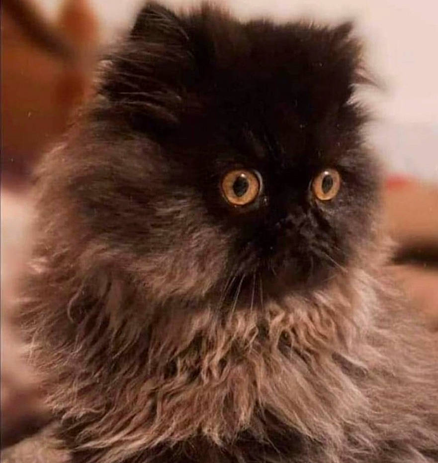 Booboo Kitty is registered to the contest to win money with this photo: carnivore, cat, close_up, felidae, fur, small_to_medium_sized_cats, snout, whiskers