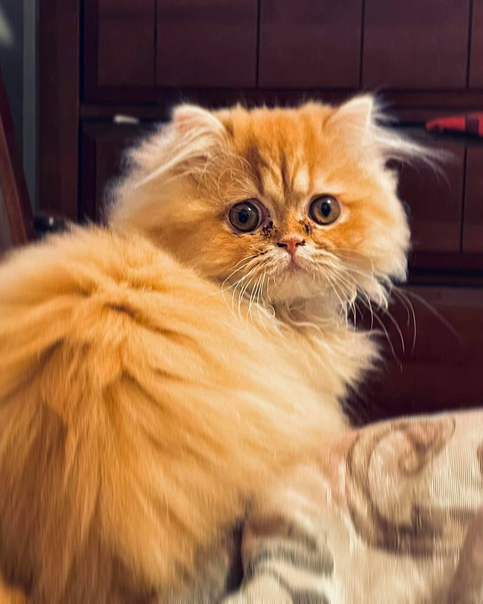 Gideon joined the competition — help win amazing prizes! british_longhair, carnivore, cat, eye, fawn, felidae, fur, persian, plant, small_to_medium_sized_cats, snout, terrestrial_animal, whiskers