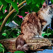 Lexi is registered to the contest to win money with this photo: animal, background, branch, cat, closeup, eyes, fluffy, fur, greenery, leaves, log, nature, outdoor, pet, portrait, sitting, tail, tree, whiskers, wildlife