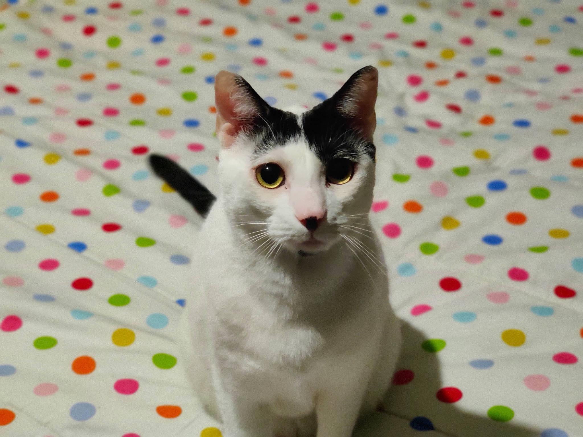 Goliath joined the competition — help win amazing prizes! carnivore, cat, domestic_short_haired_cat, felidae, fur, pattern, paw, small_to_medium_sized_cats, snout, tail, whiskers