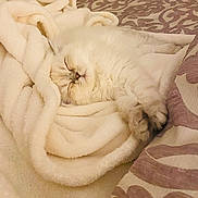 Coco joined the competition — help win amazing prizes! animal, bed, blanket, cat, comfort, cozy, cute, domestic, feline, fluffy, fur, indoor, nap, pet, pillow, relaxed, resting, sleeping, soft, white