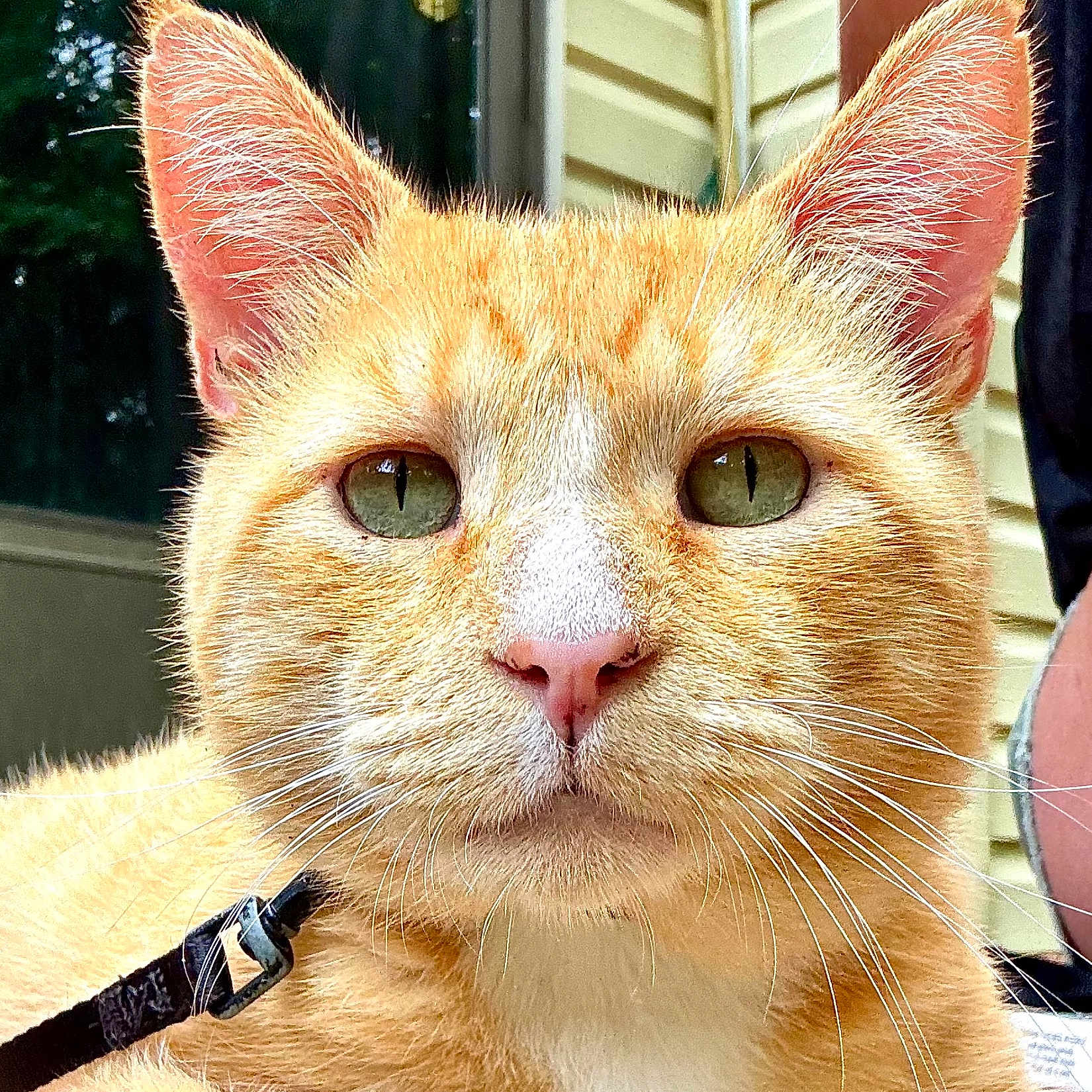 Louie is registered to the contest to win money with this photo: cat, orange_cat, ginger_cat, pet, animal, feline, close_up, portrait, green_eyes, whiskers, ears, fur, collar, outdoor, porch, house, window, alert, staring, photography
