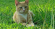 Loui is registered to the contest to win money with this photo: cat, orange_cat, white_cat, grass, outdoor, sunlight, pet, collar, animal, nature, relaxed, greenery, mammal, whiskers, ears, paws, fur, daytime, lying_down, closeup
