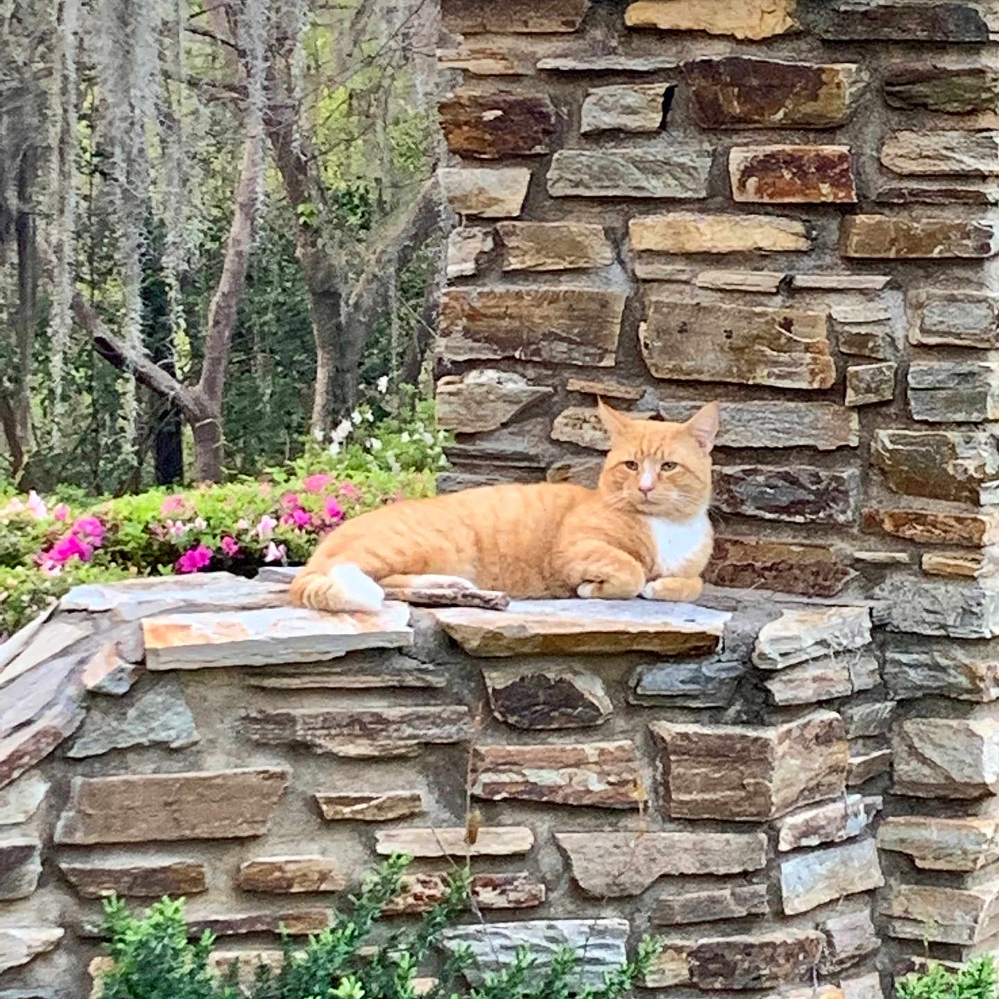 Loui joined the competition — help win amazing prizes! cat, orange_cat, stone_wall, garden, flowers, greenery, outdoor, nature, relaxed, animal, pet, mammal, resting, plants, foliage, daylight, peaceful, wildlife, portrait, scenic