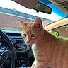 Loui is registered to the contest to win money with this photo: cat, orange_tabby, car_interior, steering_wheel, window, dashboard, seat, lap, pet, animal, whiskers, ears, nose, fur, domestic_cat, curious, indoor, vehicle, person, clothing