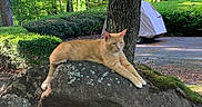 Loui joined the competition — help win amazing prizes! animal, cat, daylight, feline, garden, greenery, moss, nature, orange_cat, outdoor, peaceful, pet, relaxed, resting, rock, scenery, shrub, sunlight, tree, wildlife