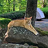 Loui joined the competition — help win amazing prizes! cat, orange_cat, rock, tree, greenery, nature, outdoor, sunlight, moss, animal, pet, relaxed, feline, garden, shrub, daylight, wildlife, resting, scenery, peaceful