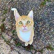 Loui is registered to the contest to win money with this photo: cat, orange_cat, white_chest, green_eyes, whiskers, outdoor, gravel, dirt, grass, curious, pet, animal, close_up, looking_up, feline, nature, ground, tail, ears, alert