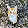 cat, orange_cat, white_chest, green_eyes, whiskers, outdoor, gravel, dirt, grass, curious, pet, animal, close_up, looking_up, feline, nature, ground, tail, ears, alert