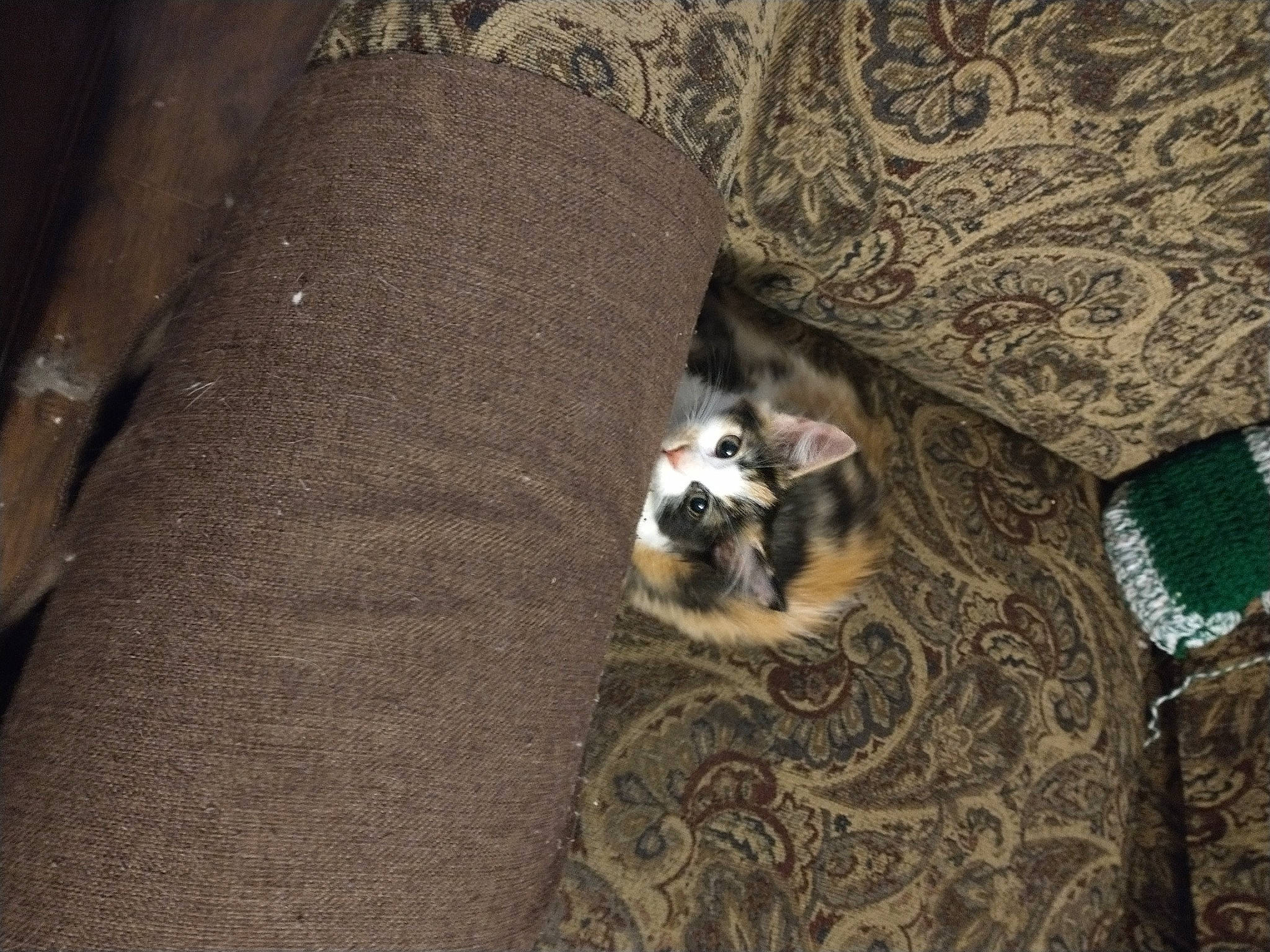 Kiva is registered to the contest to win money with this photo: brown, carnivore, cat, comfort, companion_dog, couch, dog_breed, fawn, felidae, flooring, fur, grey, hardwood, linens, paw, small_to_medium_sized_cats, snout, tail, whiskers, wood