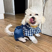Alvin participe au concours pour gagner de l'argent avec cette photo : dog, small_dog, fluffy, white_fur, blue_shirt, checkered_pattern, denim, clothing, collar, gold_collar, tongue_out, licking, sitting, indoor, wooden_floor, sofa, home, portrait, cute, pet