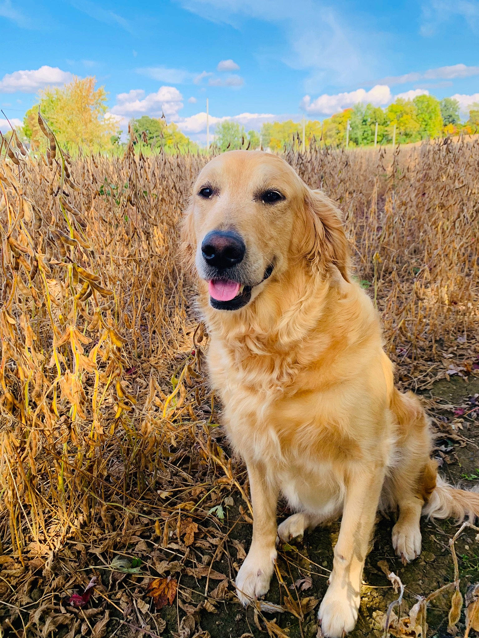 Mercedes joined the competition — help win amazing prizes! autumn, canidae, carnivore, companion_dog, dog, dog_breed, fawn, flat_coated_retriever, golden_retriever, grass, labrador_retriever, mammal, plant, retriever, sky, sporting_group, vertebrate