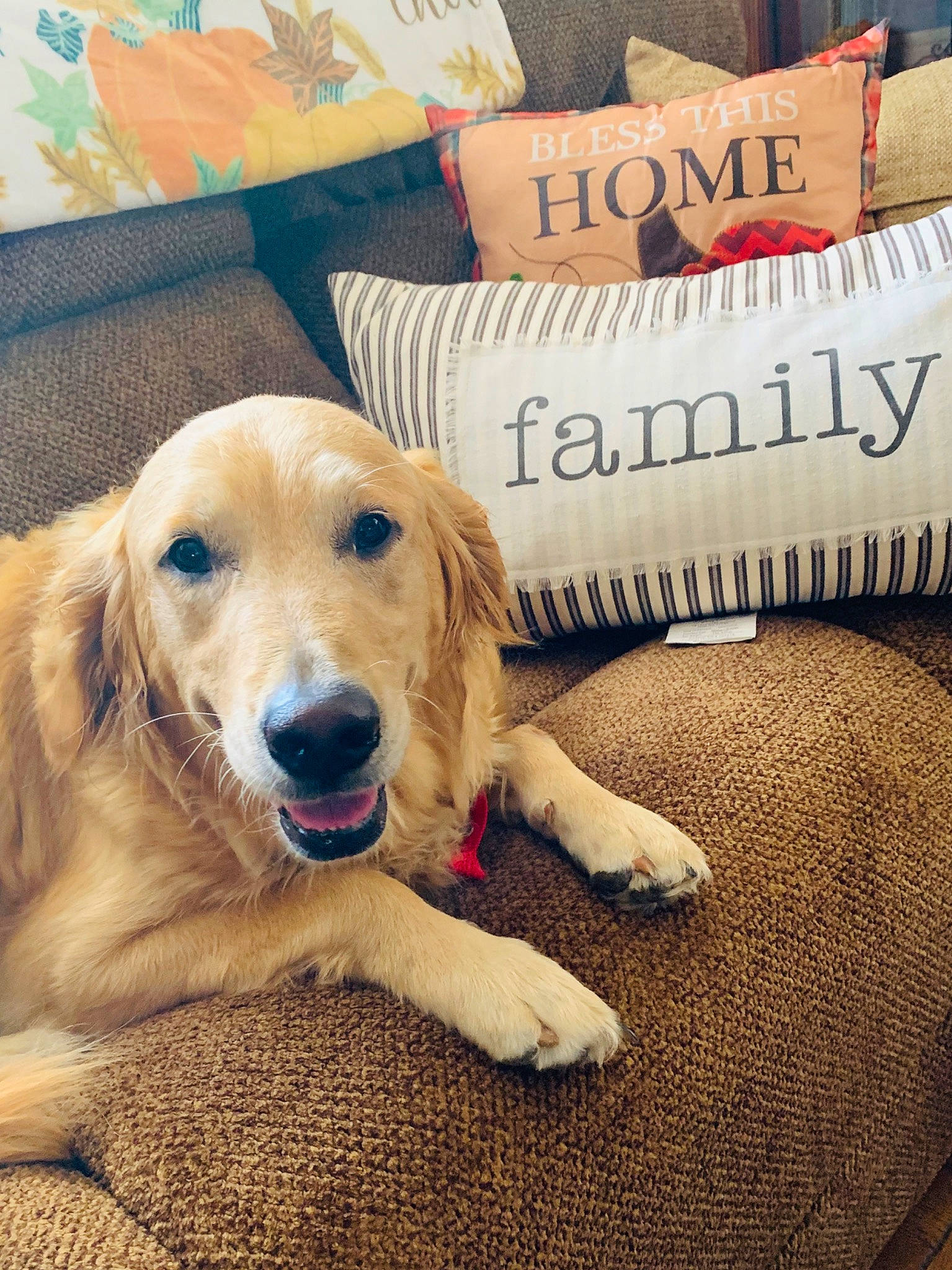 Mercedes is registered to the contest to win money with this photo: canidae, carnivore, companion_dog, dog, dog_breed, floor, fur, furniture, golden_retriever, linens, paw, pillow, puppy, retriever, snout, sporting_group