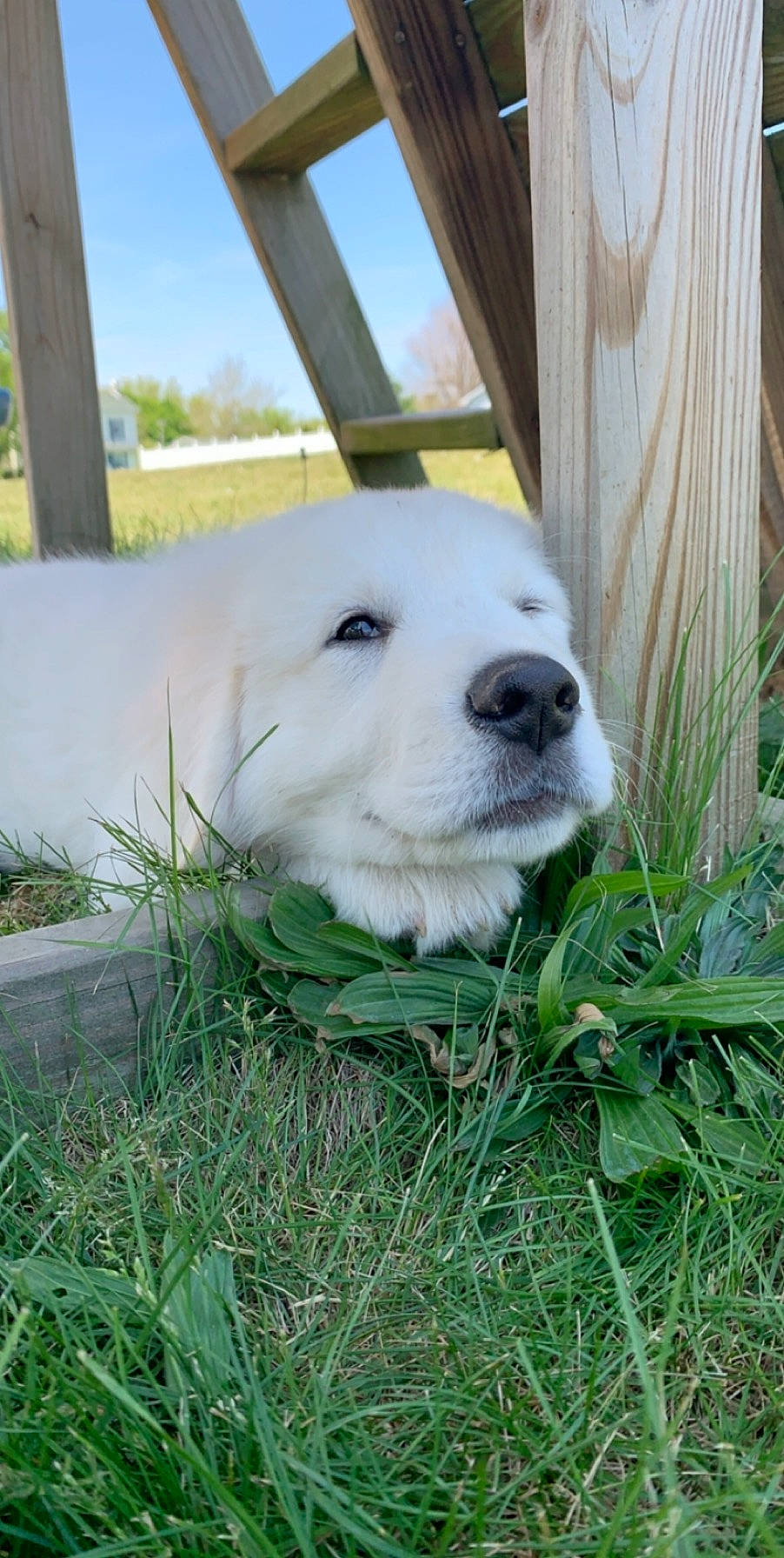 Wrigley is registered to the contest to win money with this photo: akbash_dog, canidae, carnivore, companion_dog, dog, dog_breed, golden_retriever, grass, great_pyrenees, kuvasz, labrador_retriever, livestock_guardian_dog, mammal, maremma_sheepdog, polish_tatra_sheepdog, retriever, slovak_cuvac, snout, sporting_group, vertebrate