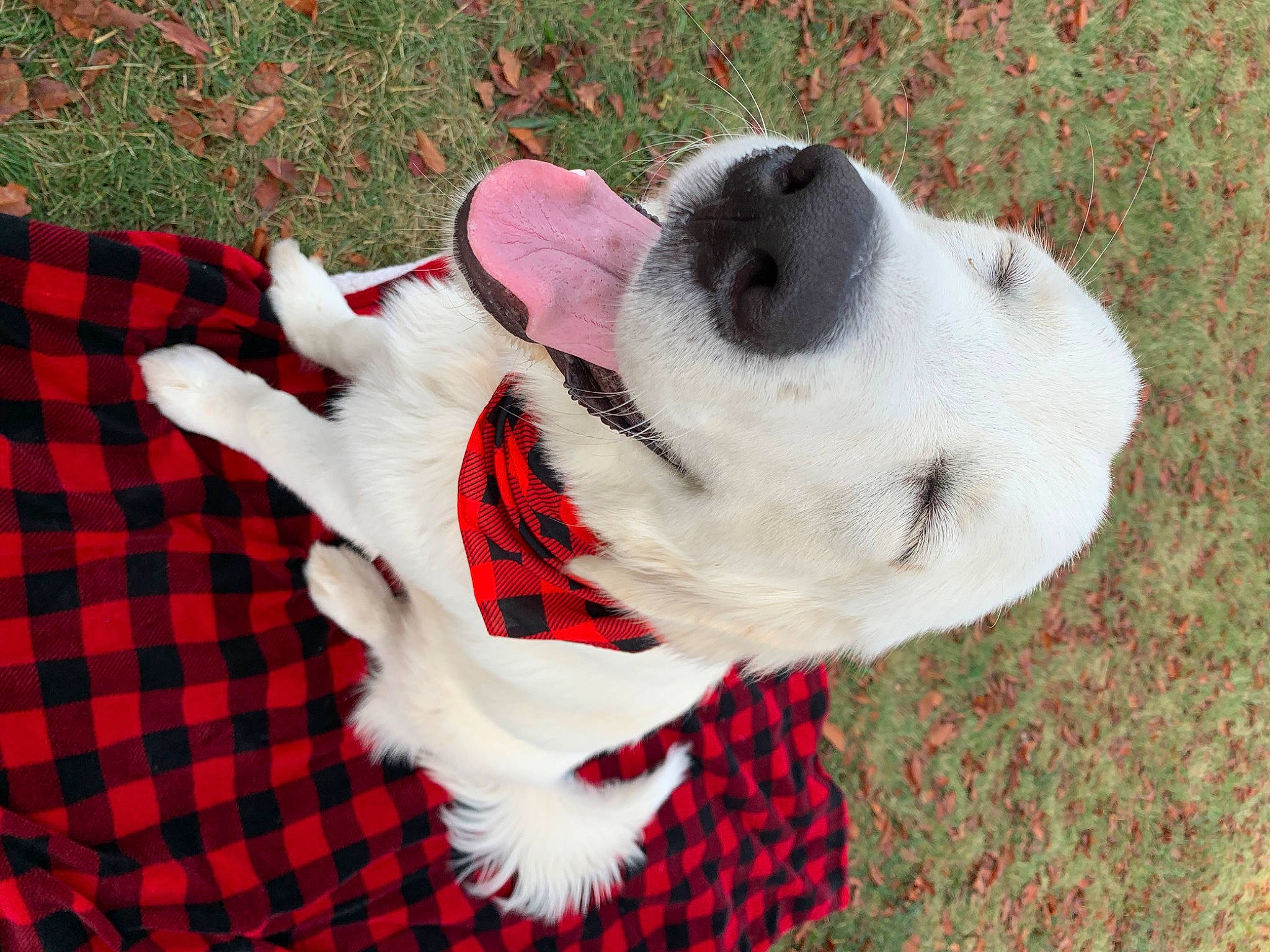 Wrigley is registered to the contest to win money with this photo: canidae, carnivore, companion_dog, dog, dog_breed, dog_clothes, fur, mammal, non_sporting_group, pattern, paw, plaid, puppy, puppy_love, snout